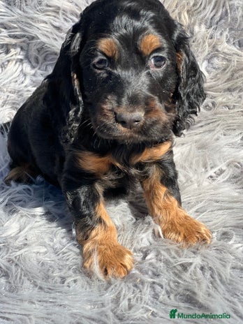 Cocker Spaniel Inglés perros - Anuncio 6