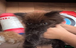 Persa gatos en venta: Macho y hembra Persa - Imagen 3