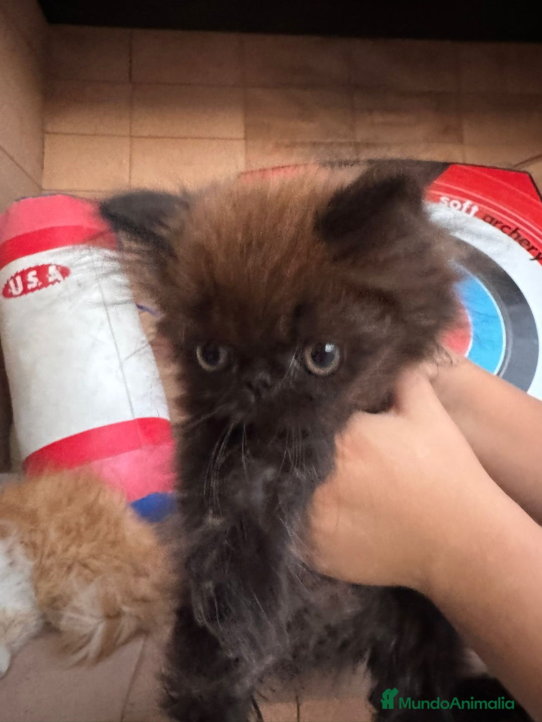 Persa gatos en venta: Macho y hembra Persa - Imagen 3