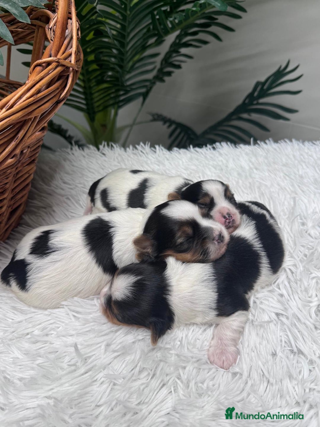 Yorkshire Terrier perros en venta: YORKSHIRE BIEWER - Anuncio 9