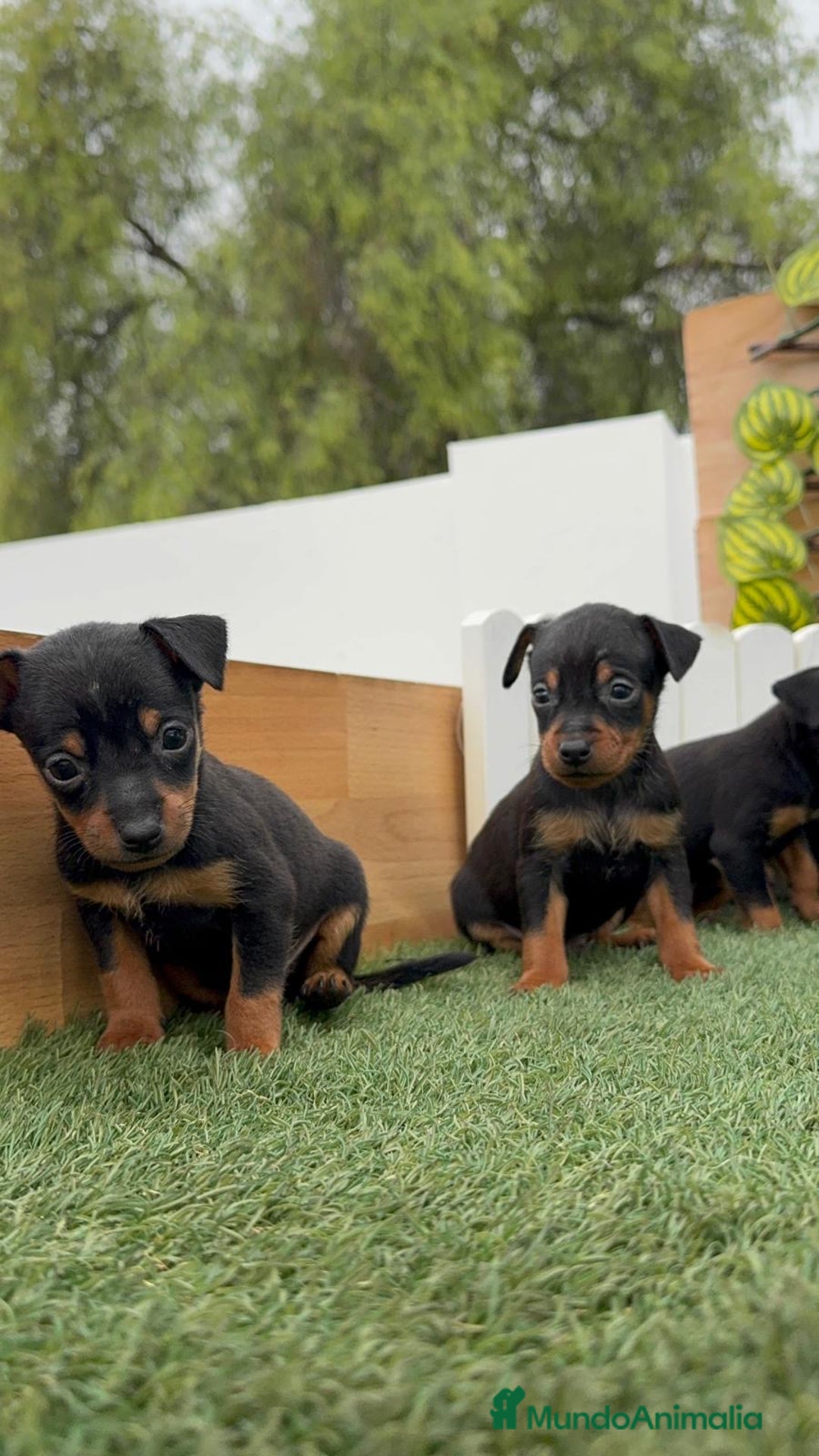 Pinscher Miniatura perros en venta: PINSCHER MUNIATURA - Imagen 6