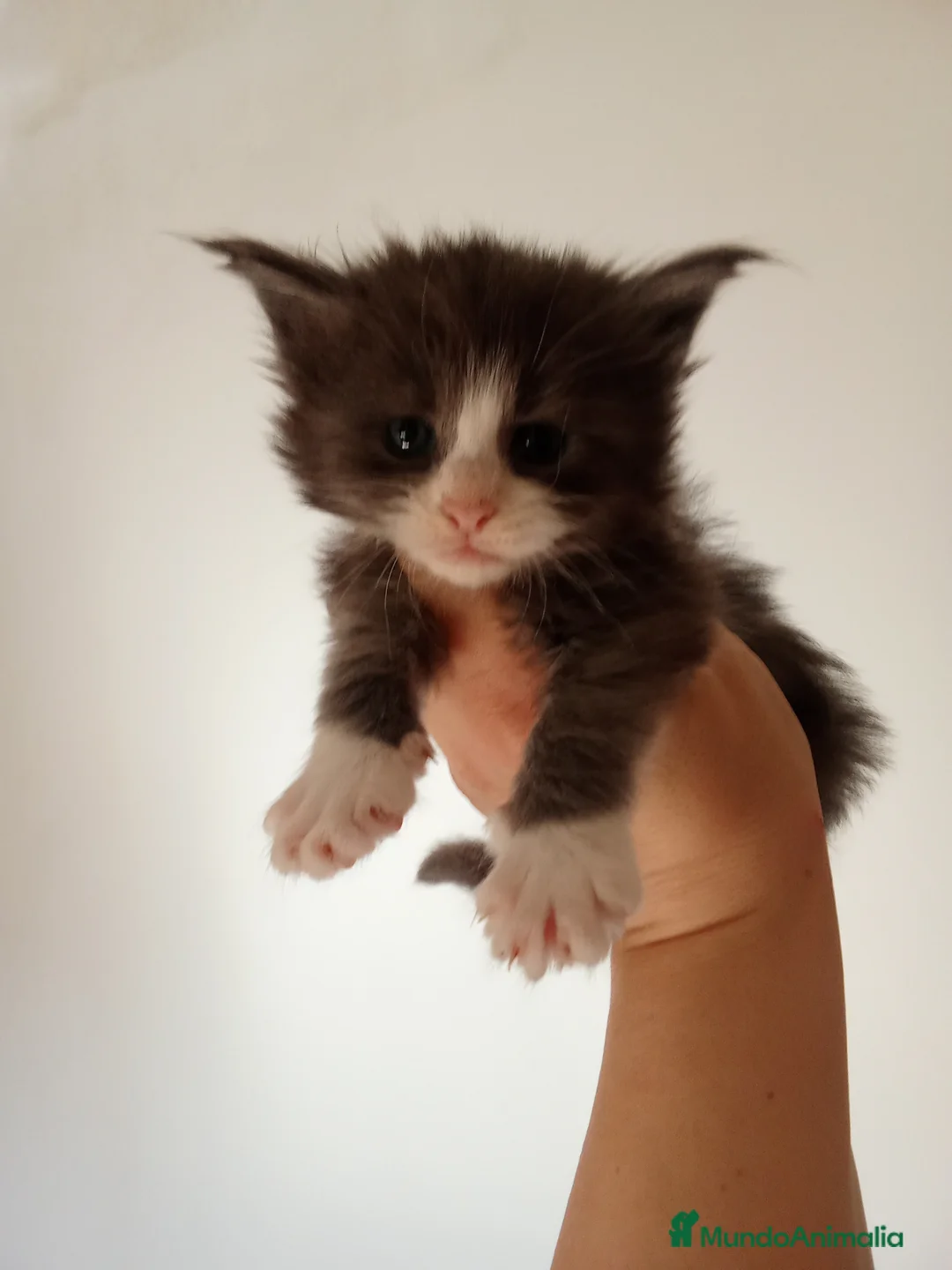 Maine Coon gatos en venta: Maine coon - Anuncio 1