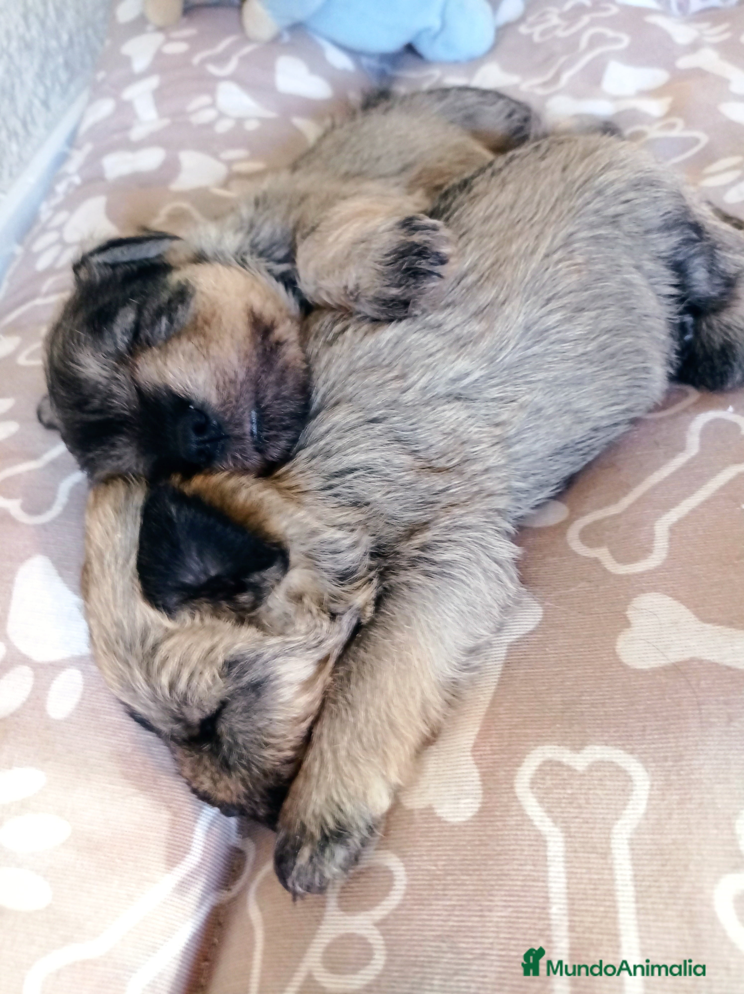 Schnauzer Miniatura perros Schnauzer miniatura sal y pimienta 😍🐾❤️ - Anuncio 7
