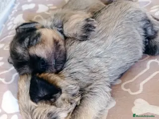 Schnauzer Miniatura perros Schnauzer miniatura sal y pimienta 😍🐾❤️ - Anuncio 7