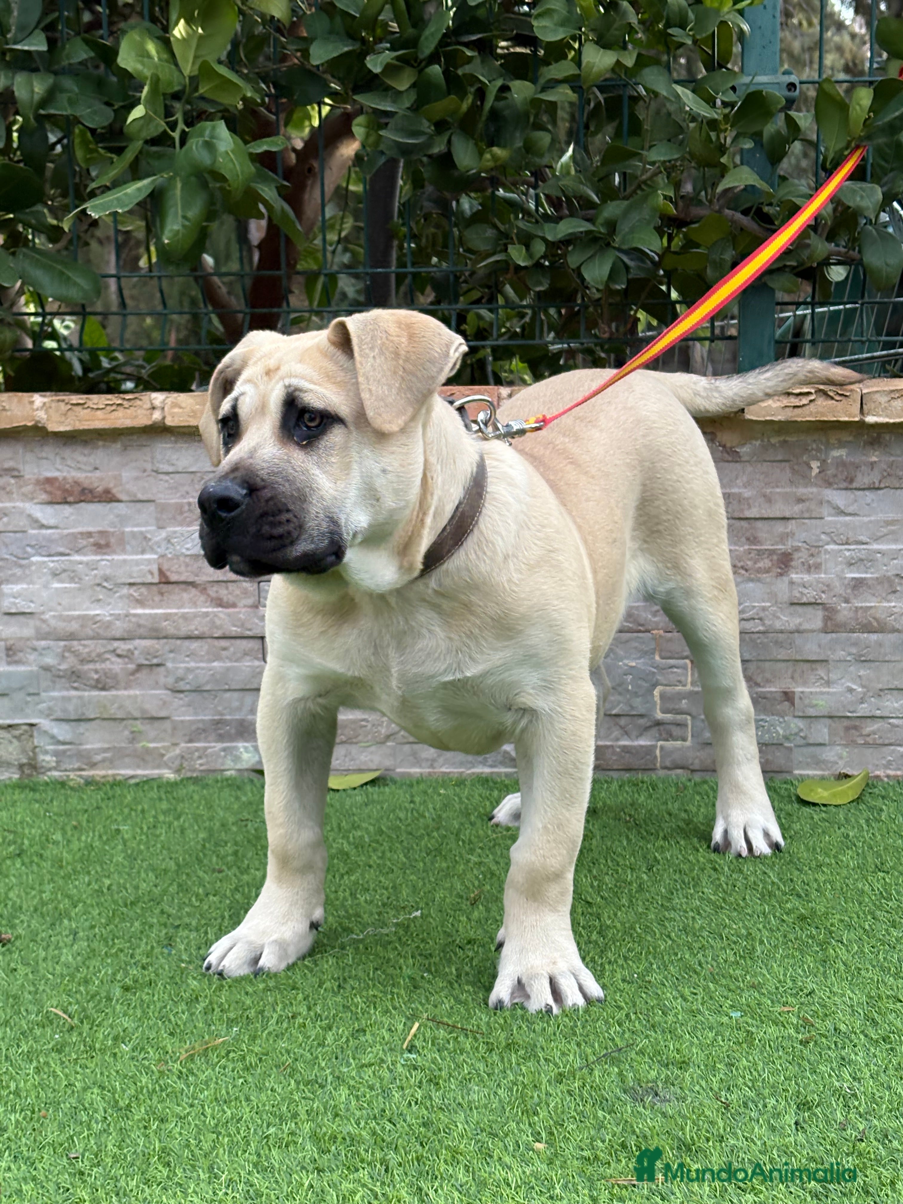 Presa Canario perros Cachorro presa canario  - Anuncio 1