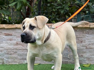 Presa Canario perros Cachorro presa canario - Anuncio 1