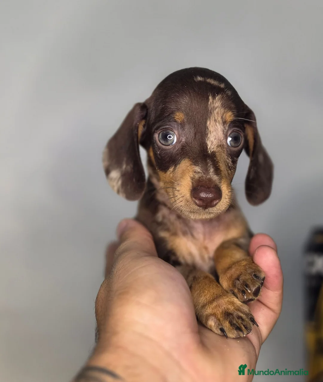 Teckel Miniatura perros en venta: Teckel arlequin chocolate unicos - Anuncio 2