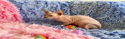Sphynx gatos en venta: GATITA SPHYNX HEMBRA - Anuncio 2