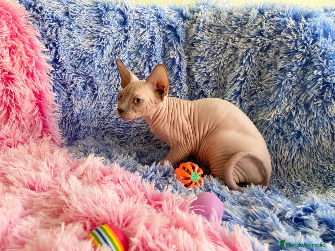 Sphynx gatos en venta: GATITA SPHYNX HEMBRA - Anuncio 2