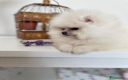 Pomerania perros en venta: Pomeranias muy bonitos !!! - Imagen 7