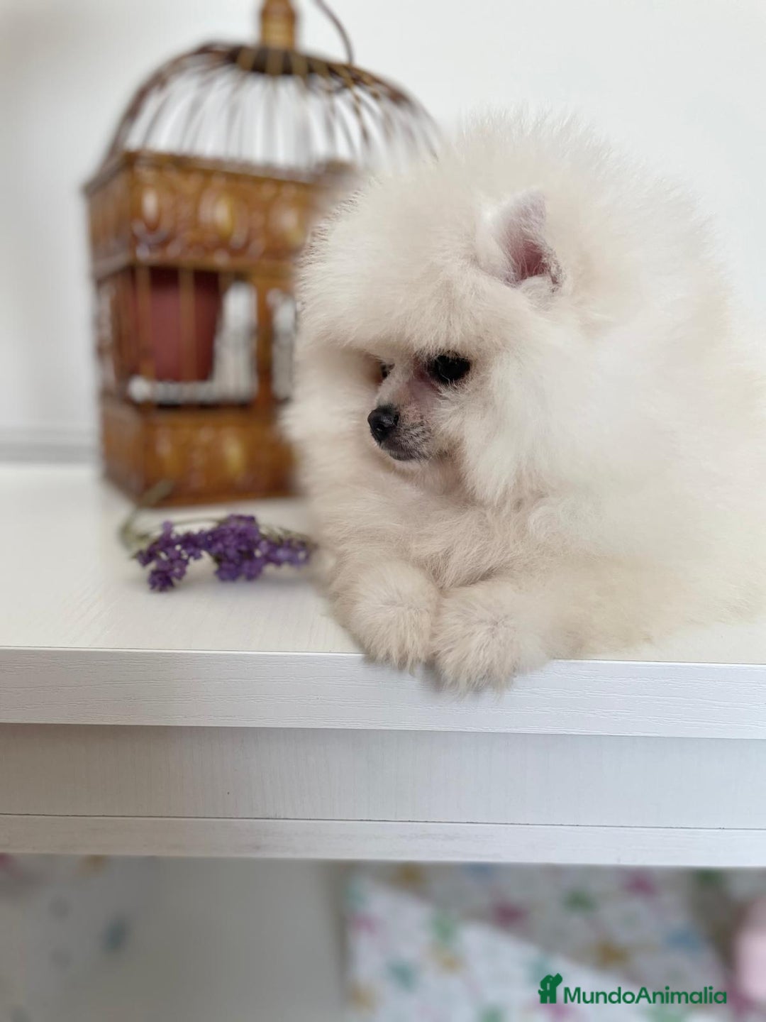 Pomerania perros en venta: Pomeranias muy bonitos !!! - Imagen 7