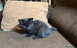 Británico de Pelo Corto gatos en venta: Gatcot.com - Imagen 2