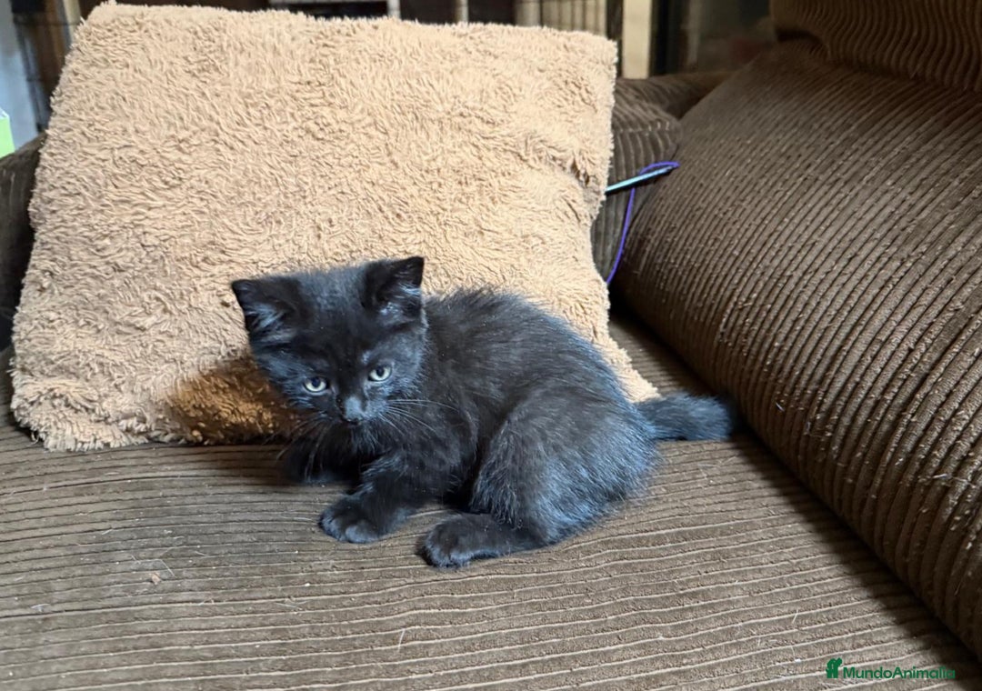 Británico de Pelo Corto gatos en venta: Gatcot.com - Imagen 2