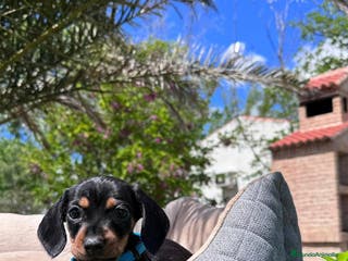 Teckel Miniatura perros PRECIOSOS TECKEL - Anuncio 14