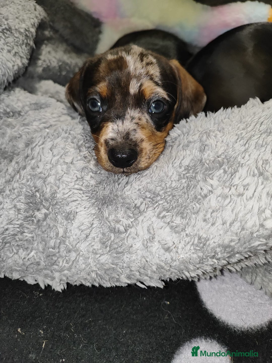 Teckel perros en venta: Teckel kanichen  - Anuncio 2