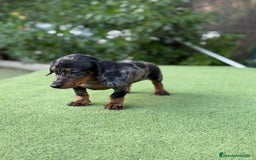 Teckel Miniatura perros en venta: Teckel kanichen macho arlequín plata  - Imagen 1