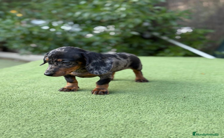 Teckel Miniatura perros - Anuncio 3
