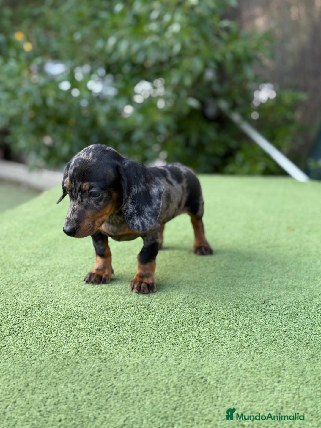 Teckel Miniatura perros en venta: Teckel kanichen macho arlequín plata  - Imagen 1