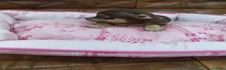 Chihuahua perros en venta: CHIHUAHUA TOY  - Anuncio 4