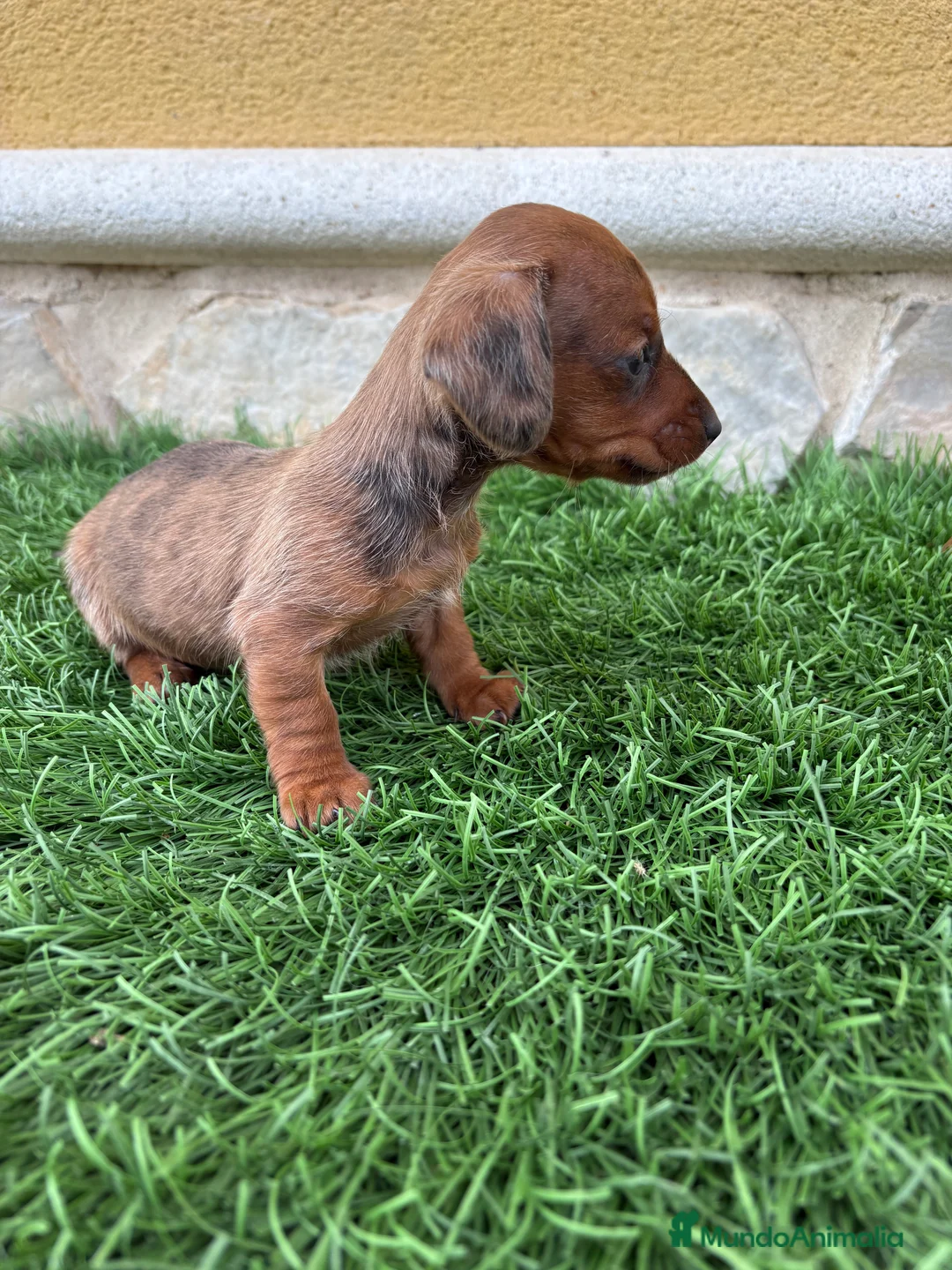 Teckel Miniatura perros en venta: Teckel Kaninchen macho Merle chocolate diluido  - Anuncio 9
