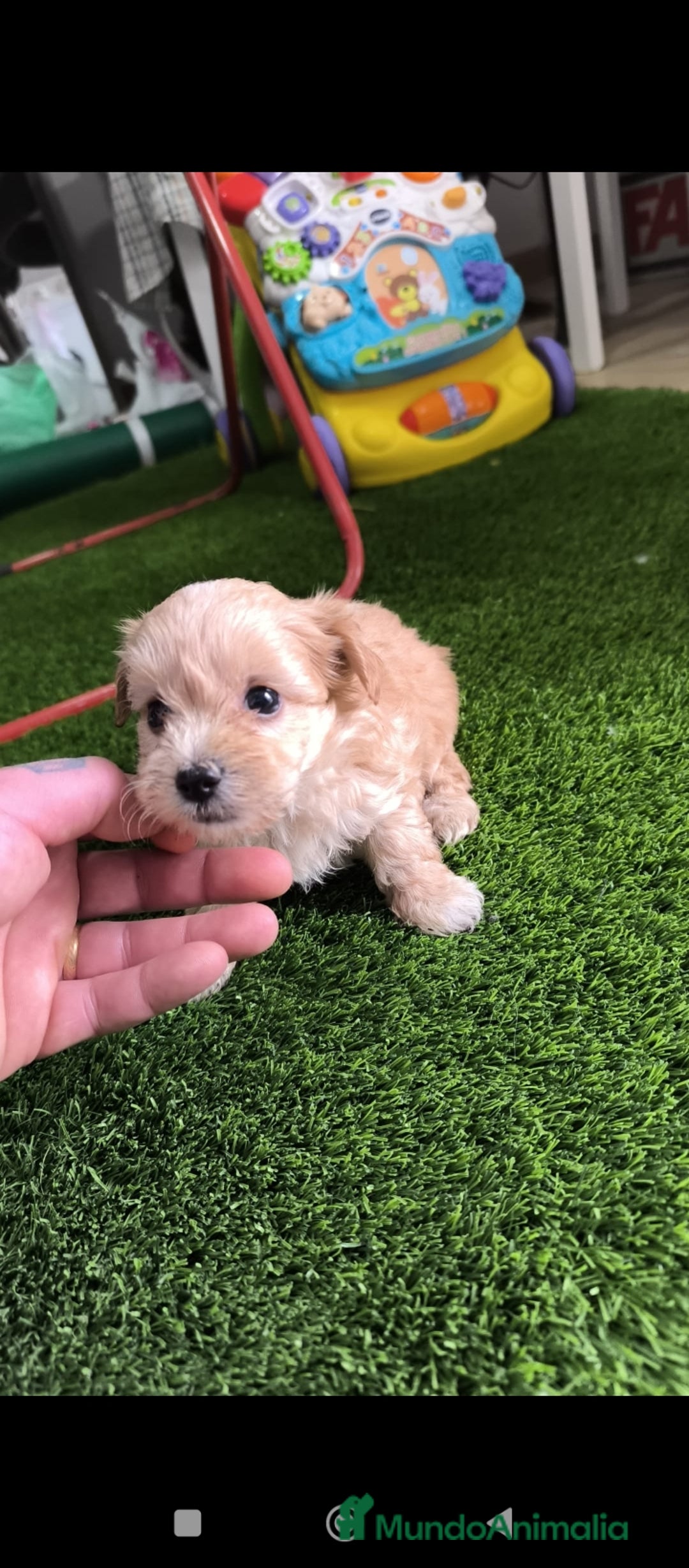 Maltipoo perros en venta: Maltipoo mini - Anuncio 2