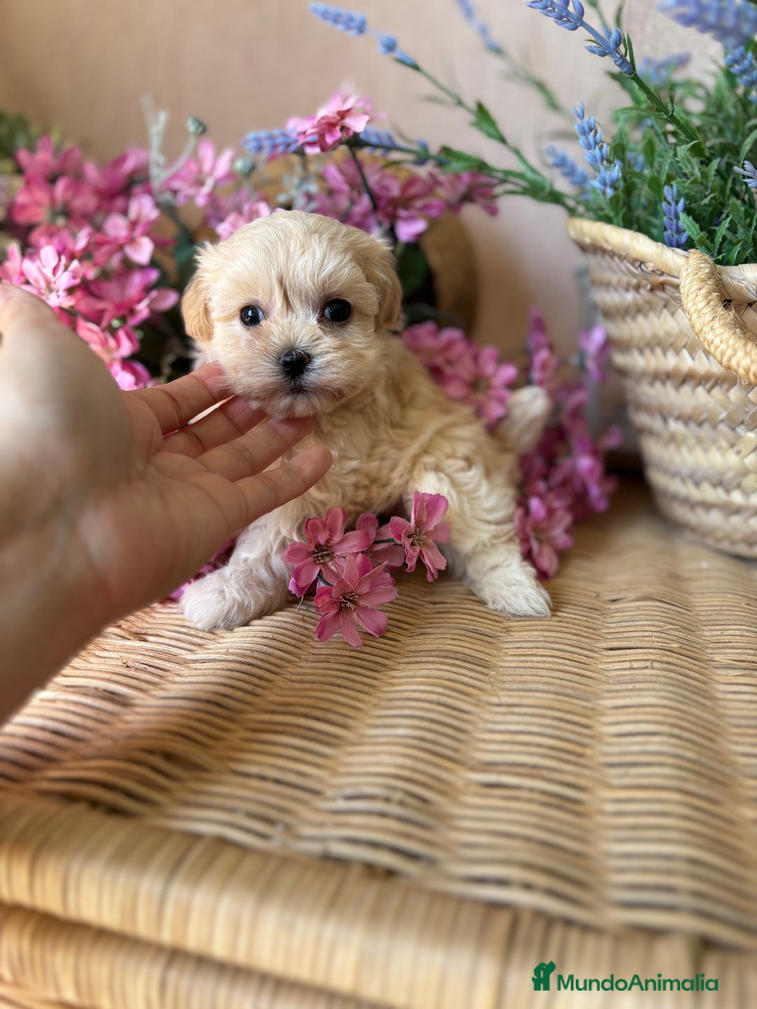 Maltipoo perros en venta: Maltipoo toy hembra (entrega en diciembre) - Imagen 6