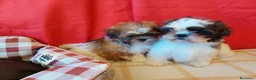 Shih Tzu perros en venta: SHIH TZUS EXCLUSIVOS  - Anuncio 2