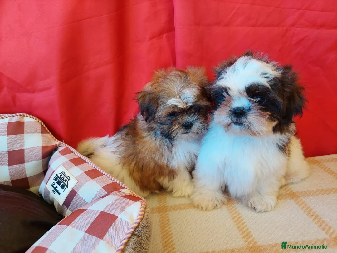 Shih Tzu perros en venta: SHIH TZUS EXCLUSIVOS  - Anuncio 2