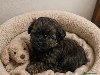 Caniche Toy perros Caniche Toy Hembra Atigrada 🤎🐶 - Anuncio 3