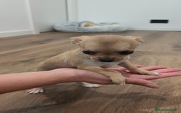 Chihuahua perros en venta: Chihuahua disponibles - Imagen 1