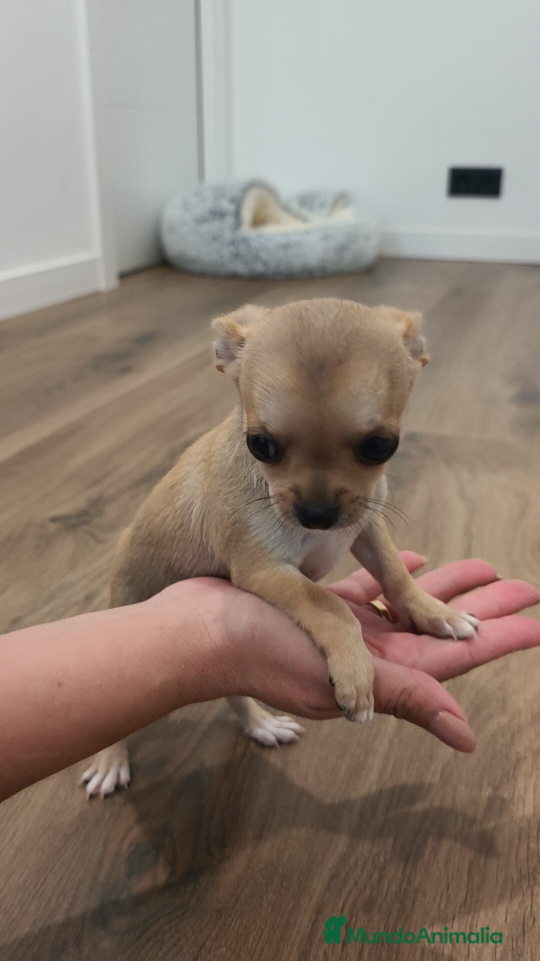 Chihuahua perros en venta: Chihuahua disponibles - Imagen 1