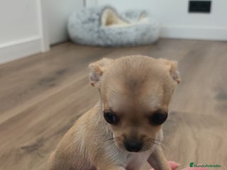Chihuahua perros - Anuncio 6