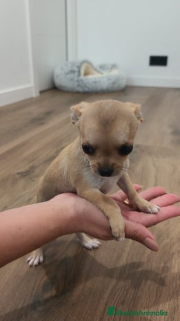 Chihuahua perros - Anuncio 6