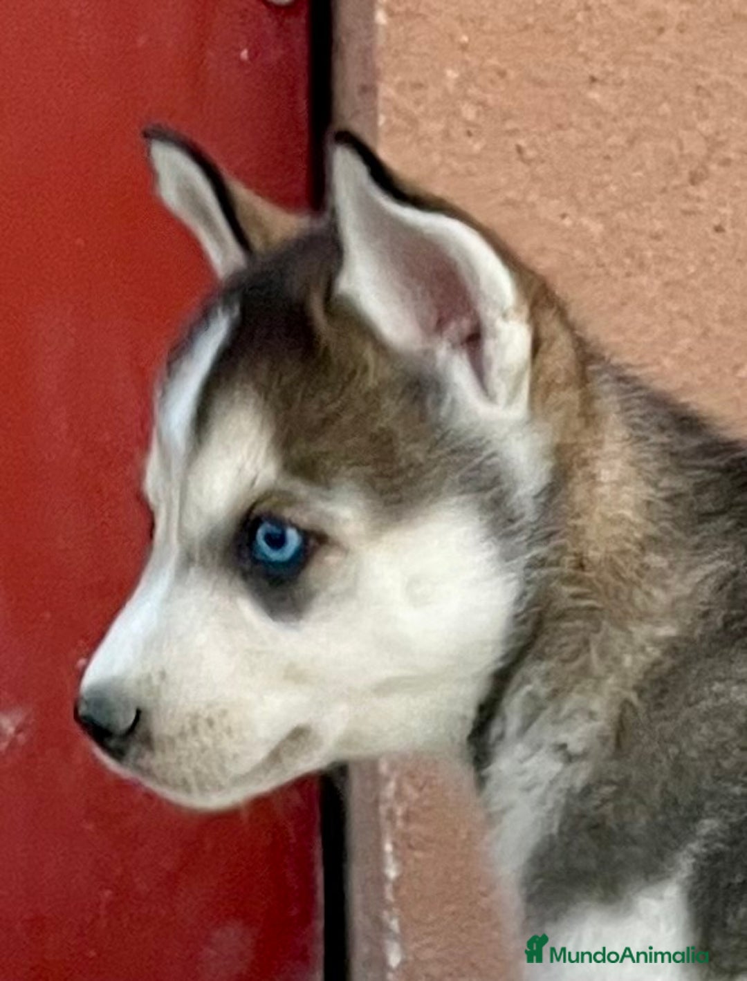 Husky Siberiano perros en venta: Husky siberiano  - Imagen 2