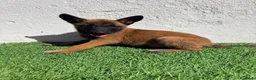Pastor Belga Malinois perros en venta: Pastor Belga Malinois - Anuncio 11