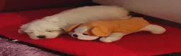 Bichón Maltés perros en venta: Bichón maltés  - Anuncio 2