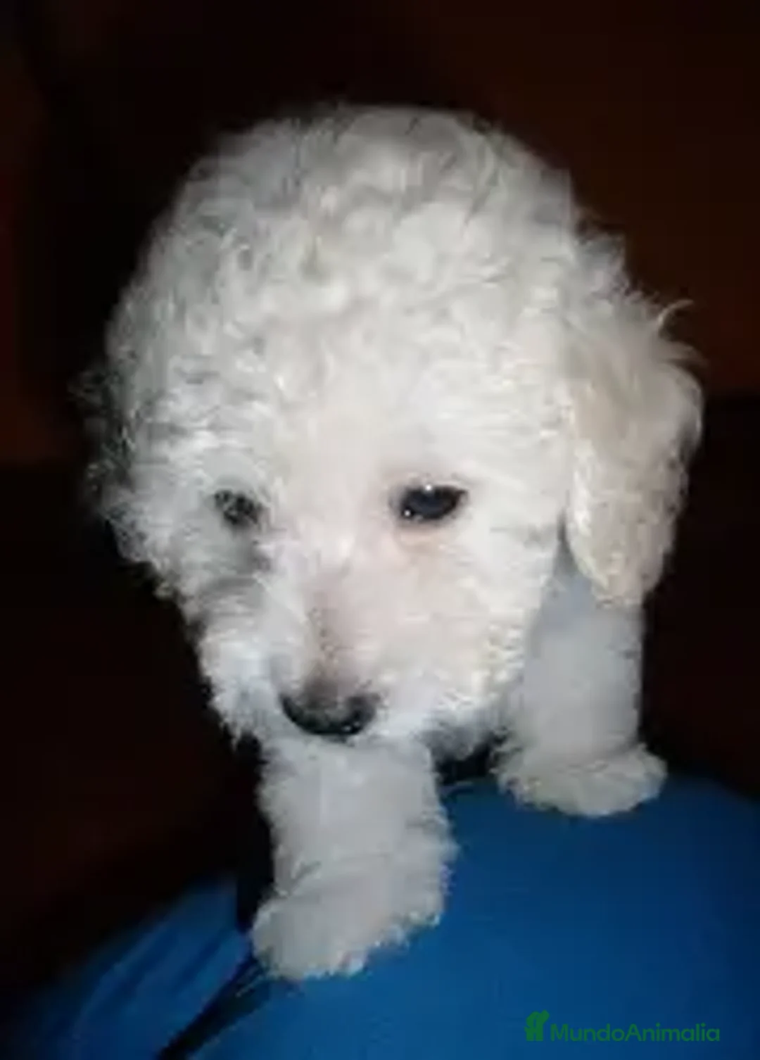 Caniche Toy perros en venta: CANICHE TOY DISPONIBLE  - Imagen 1