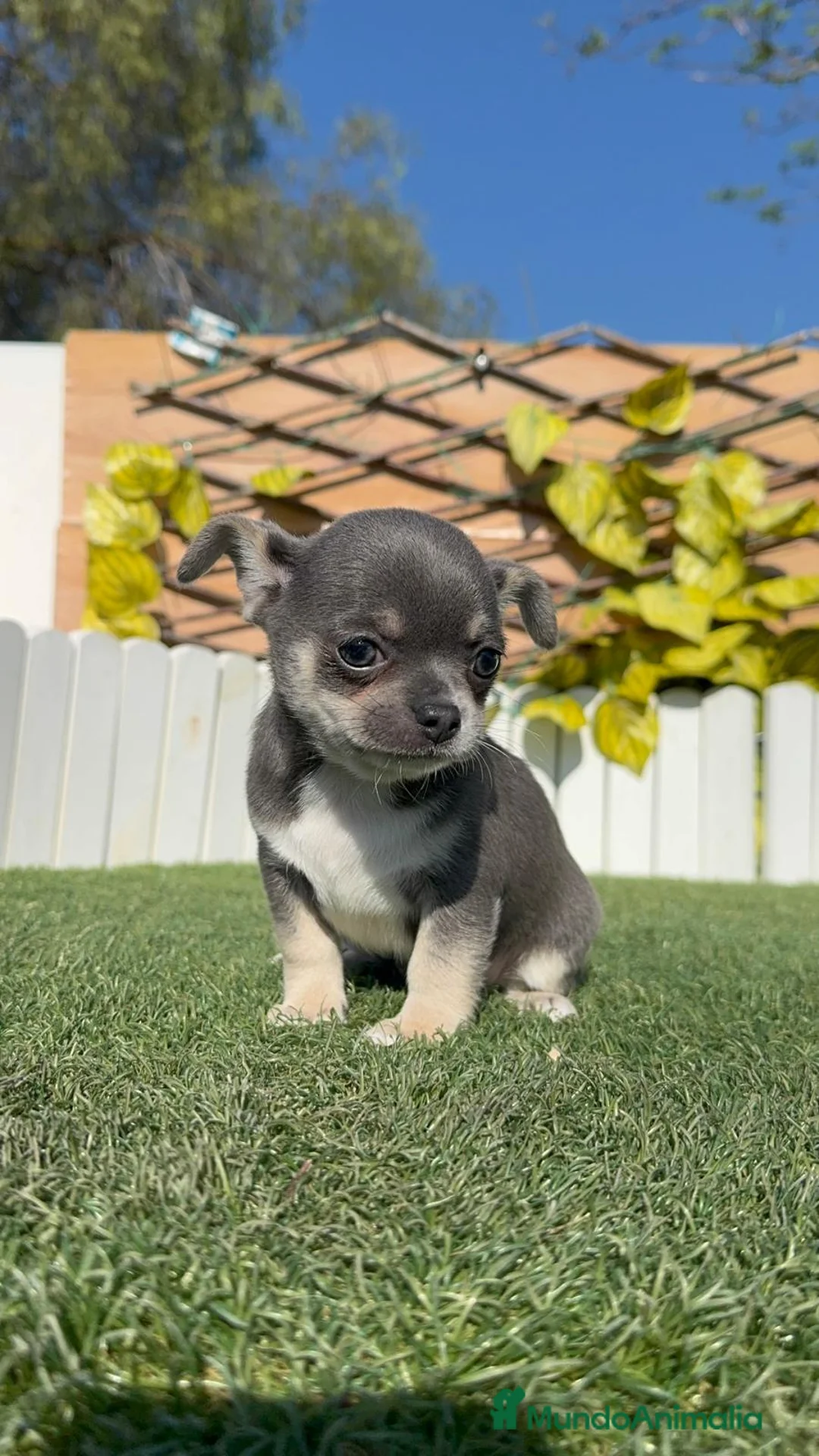 Chihuahua perros en venta: CHIHUAHUA  - Anuncio 1