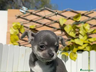 Chihuahua perros CHIHUAHUA - Anuncio 1