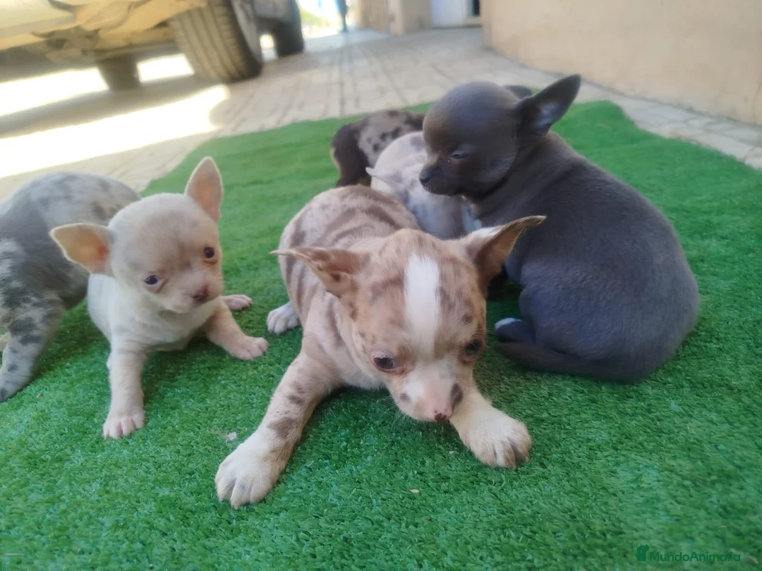 Chihuahua perros en venta: Especatacules chihuahuas exóticos  en Sevilla - Anuncio 2