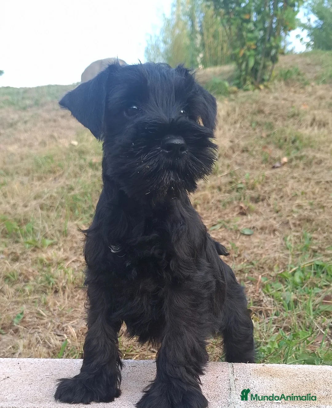 Schnauzer Miniatura perros en venta: Schnauzer Mini - Anuncio 2