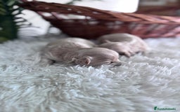 Maltipoo perros en venta: MALTIPOO HEMBRAS - Imagen 9