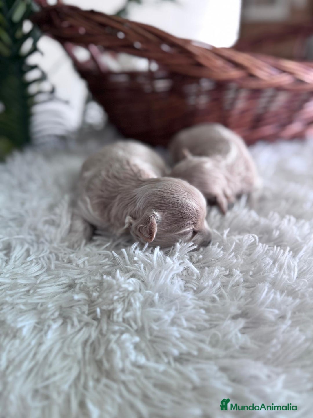 Maltipoo perros en venta: MALTIPOO HEMBRAS - Imagen 9