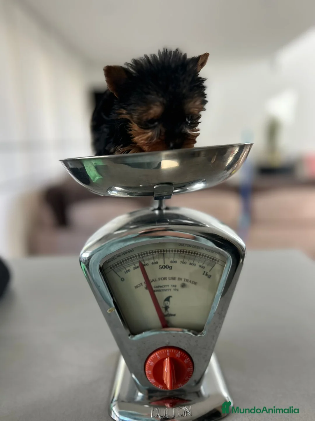 Yorkshire Terrier perros en venta: Yorkshire micro toy - Anuncio 1