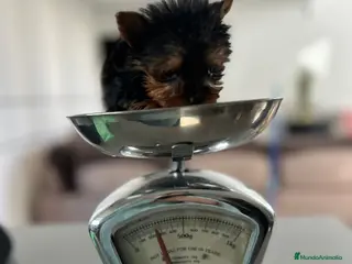 Yorkshire Terrier perros Yorkshire micro toy - Anuncio 2