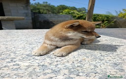 Shiba Inu perros en venta: SHIBA INU EN PONTEVEDRA - Imagen 2