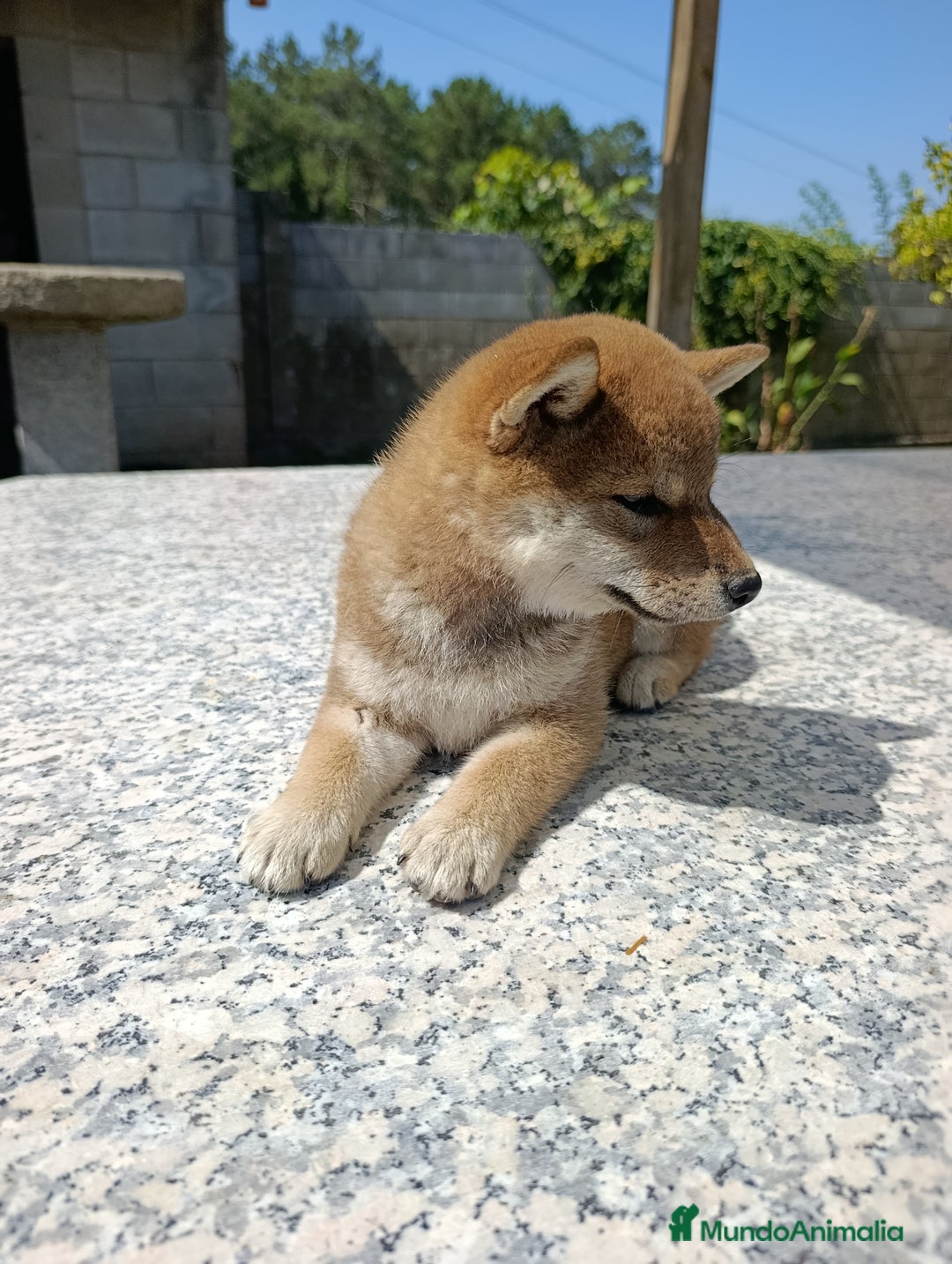 Shiba Inu perros en venta: SHIBA INU EN PONTEVEDRA - Imagen 2