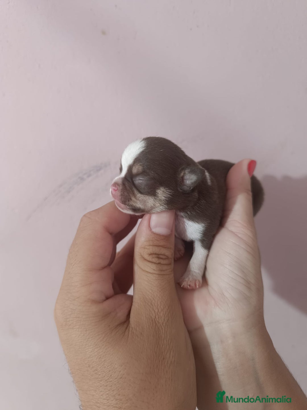 Chihuahua perros en venta: Toys chihuahua chocolate  - Imagen 2