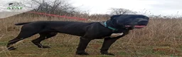 Cane Corso perros en adopcion: THAI busca hogar - Anuncio 4