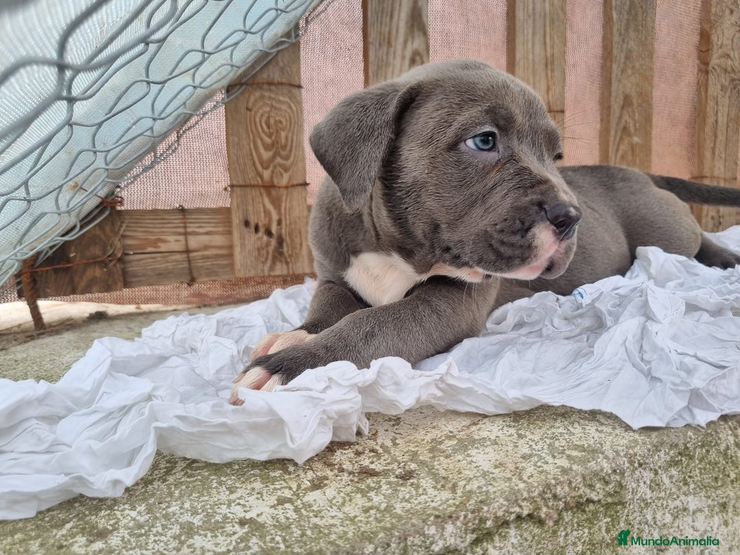 American Bully perros en venta: American Bully Pocket - Imagen 8